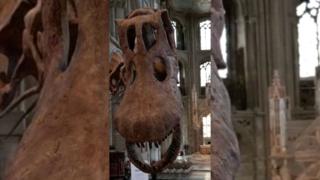 Close-up of a Titanosaur skull.