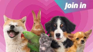 A selection of pets in front of a pink heart background.
