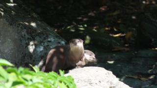 Otters sitting on a rock.