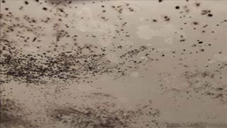 A ceiling with mould on it