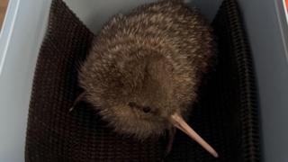 Rare kiwi pukupuku chicks found on New Zealand mainland - BBC Newsround