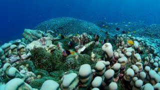 Coral in the Great Barrier Reef.