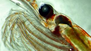 Tiny creatures gorge, get fat, and help fight global warming