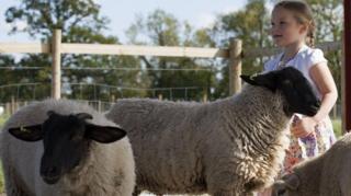 A little girl with blonde plaits is playing with sheep at Puxton Park near Weston super Mare