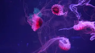 Four pink jellyfish swimming.