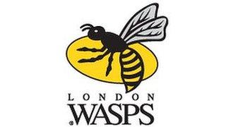 Wasps