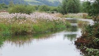 Himalayan Balsam