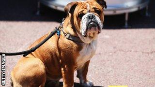 Lewis Hamilton's dog Roscoe