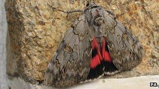 Rosy underwing moth