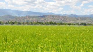 The challenges of boosting Tanzania's rice production - BBC News