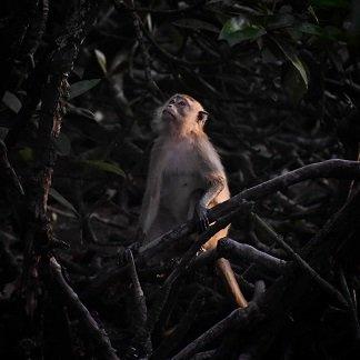 long-tailed macaque