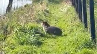 A capybara sat at the side of a river preparing to jump in
