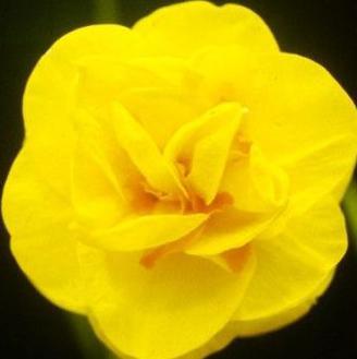 A picture of a rare or missing daffodil known as the Sussex bonfire. The daffodil is a very bright yellow with orange in places.