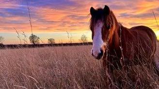 Brown horse with white markings on its head standing in a field of long grasses at sunset