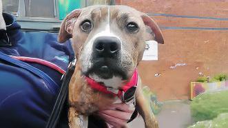 A brown and white Staffordshire bull terrier cross looking into the camera. She is wearing a red collar and is held in a woman's arm. 