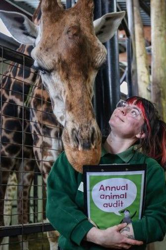 A member of staff with a giraffe