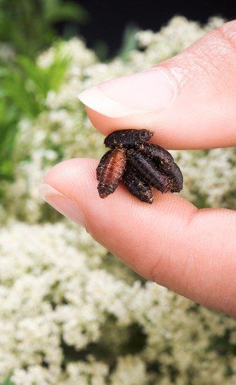 Blowfly pupae