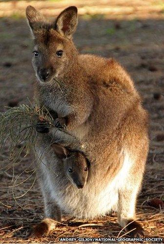 red-necked wallaby with joey in pouch