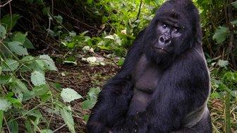 Mountain gorilla