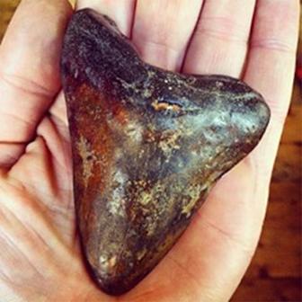 Megalodon tooth