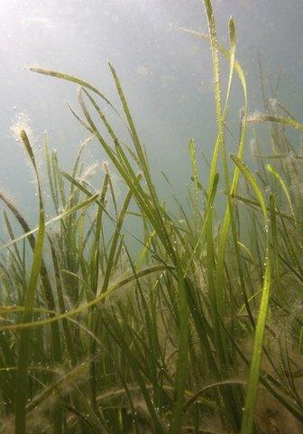 Seagrass