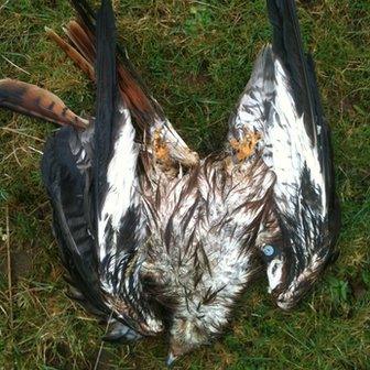 Dead red kite