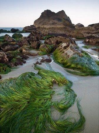 Seagrass exposed at Lone Ranch Beach in southern Oregon, US