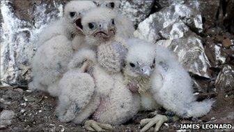 Peregrine chicks