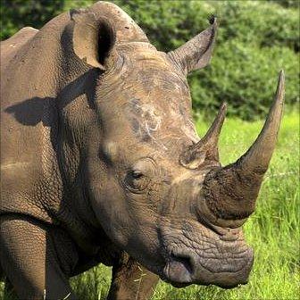 White rhino. Photolibrary.com via BBC Nature