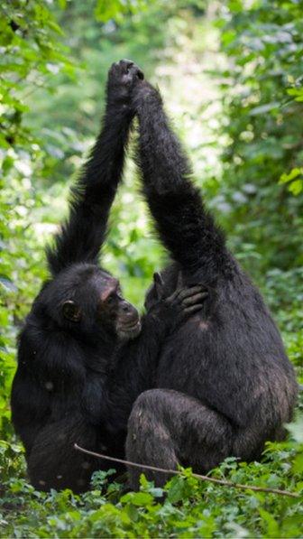 Grooming hand clasp behaviour