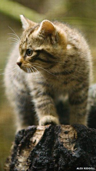 Scottish wildcat kitten