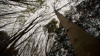 Ash trees (Getty Images)