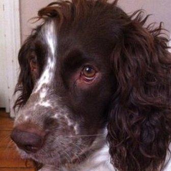 Springer spaniel