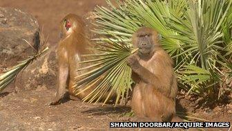 Guinea baboons