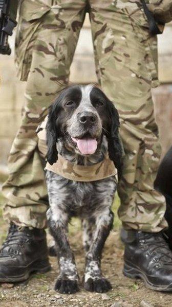 Military working dog standing between his handler's legs