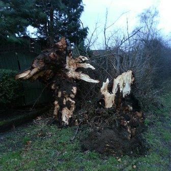 Tree ripped up