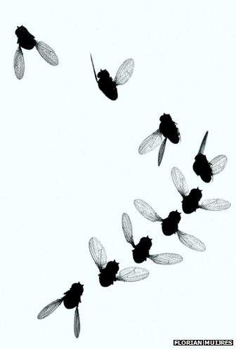 Time-lapse image of four escape maneuvers made by fruit flies.