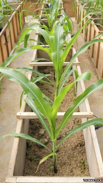 Corn experiment