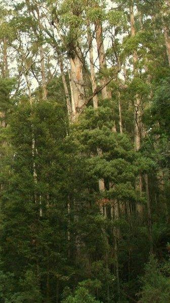 Tasmanian rainforest