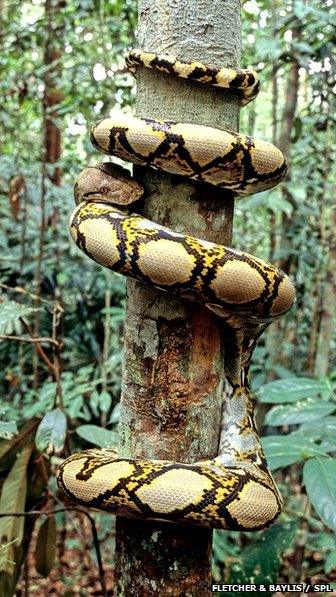 reticulated python