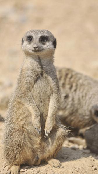 Meerkat