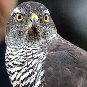 Goshawk