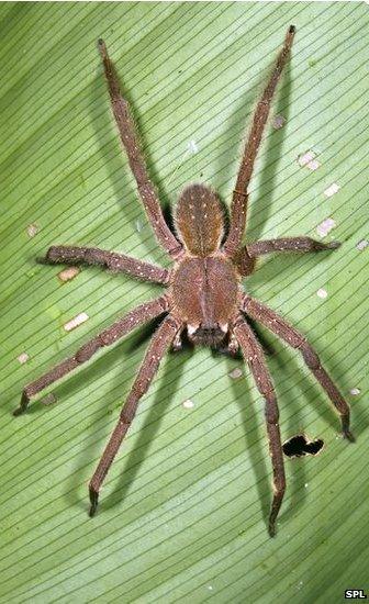 wandering spider