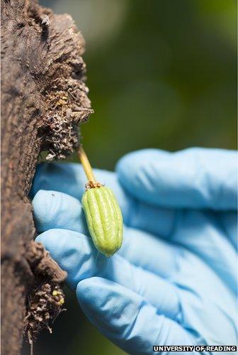 cocoa seed