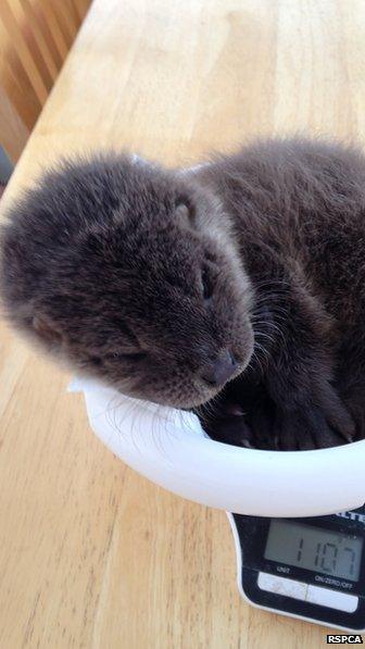 Otter cub Star