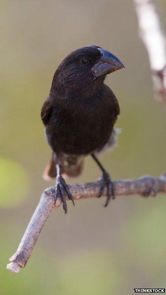 large ground finch