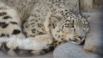 Snow leopard