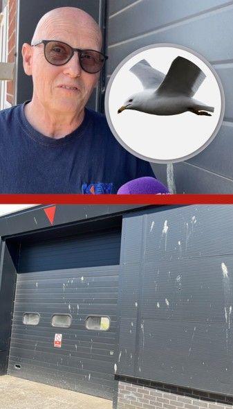 A split screen of a bald man wearing sunglasses in the top half with a inset image of a gull and below a building covered in droppings.