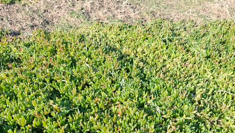 A area covered in the Purple Dewplant which is green. It is all green with patches of brown and has small leaves. 