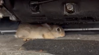 Rabbit under car